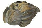 Wide Enrolled Flexicalymene Trilobite - Mt Orab, Ohio #114167-2